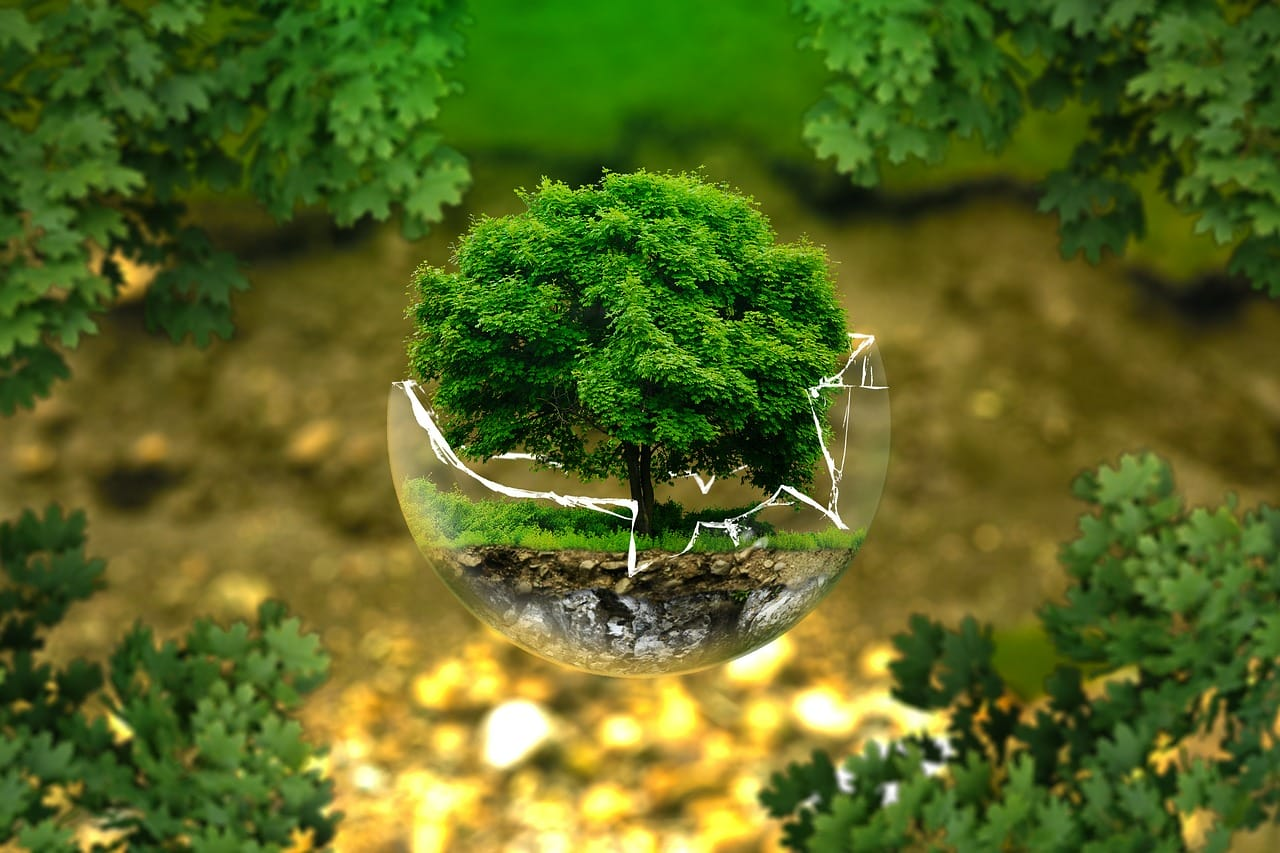 Green tree symbolising environmental protection